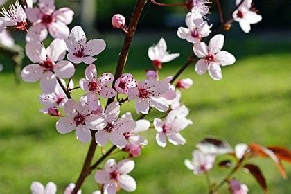 咸池 財帛宮|解密财帛宫咸池，揭开桃花煞的神秘面纱